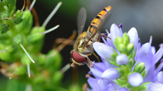 Garten-Schwebfliege (7).jpg